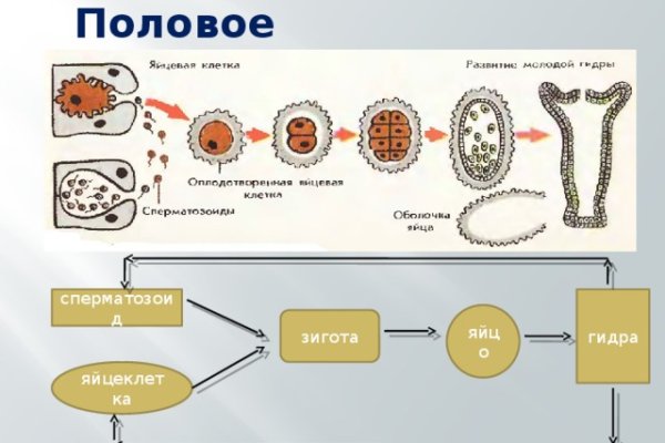 Пользователь не найден на кракене